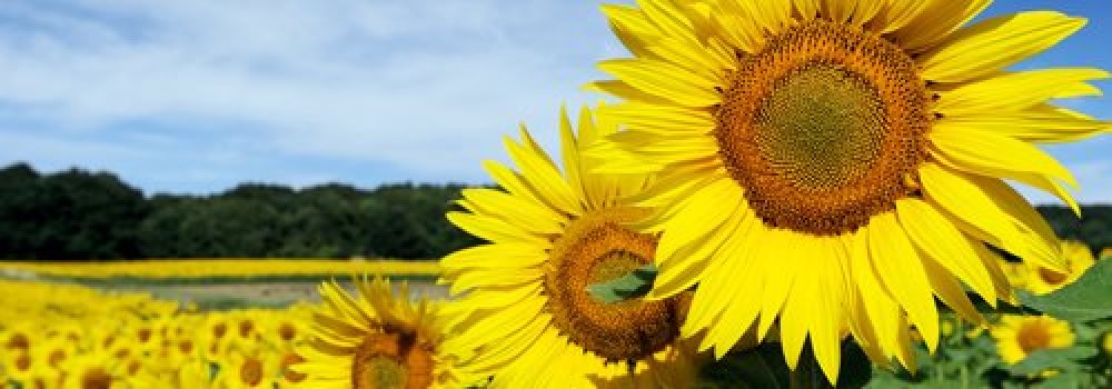 Les magasins Easycycle ouverts pendant tout l'&eacute;t&eacute; !